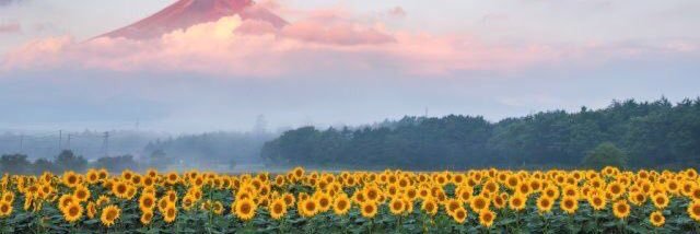 __Stephanieeann's profile banner image