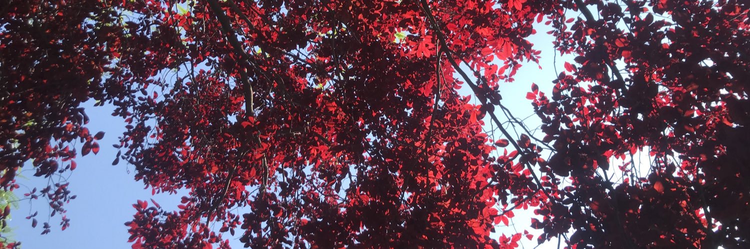 giumezza's profile banner image