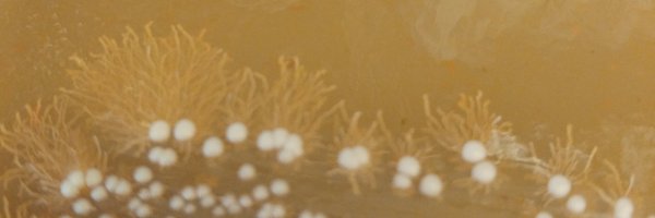 AmandaOVeri Profile Banner