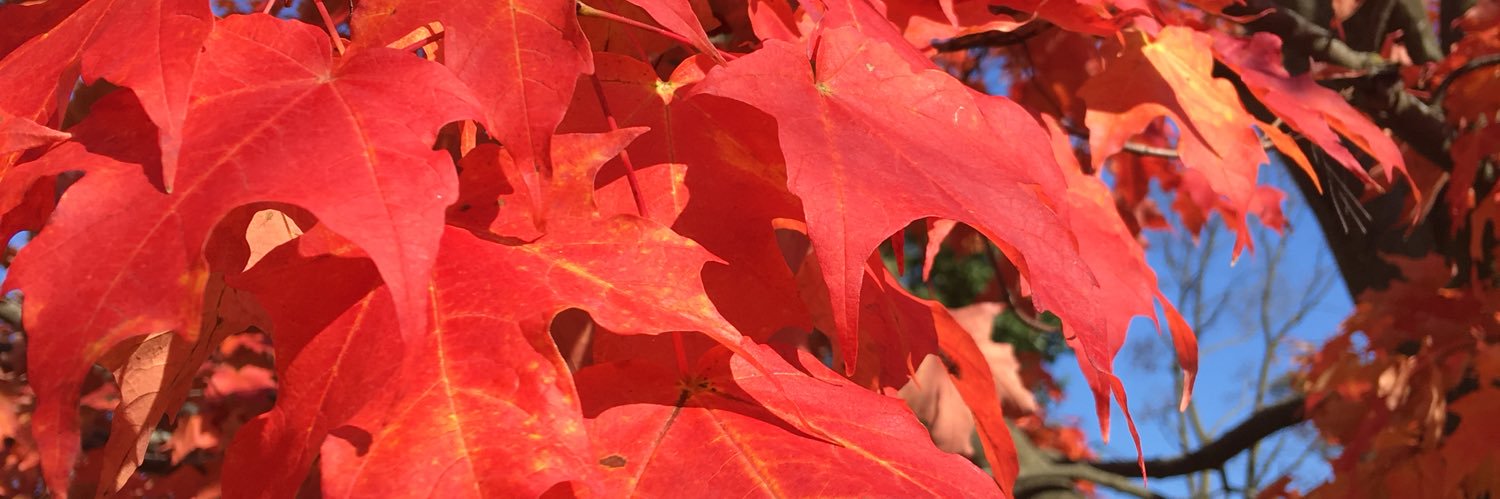 Sheila Gilkinson banner