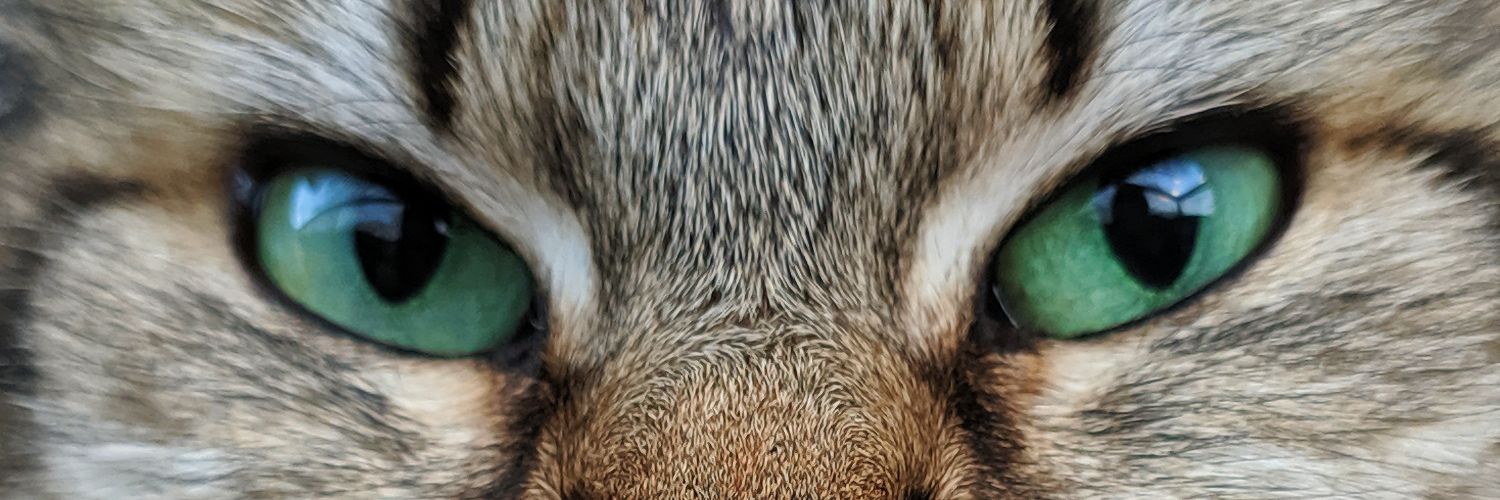 _thaishfr's profile banner image