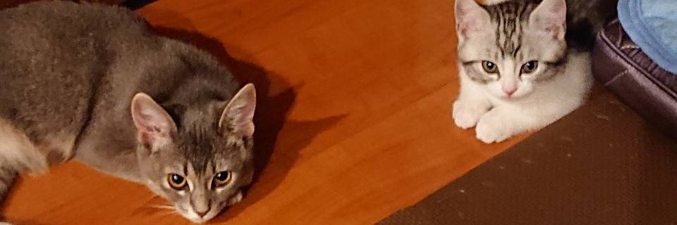 kojimax1024's profile banner image