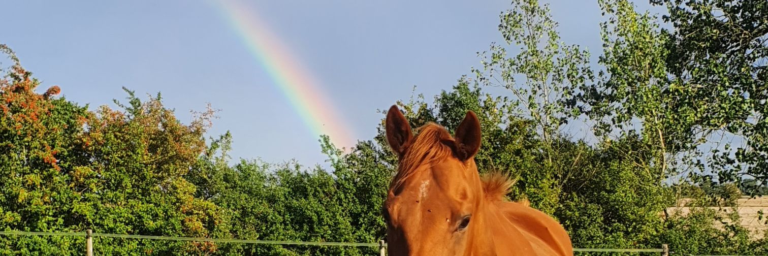 _Ellliiieee's profile banner image