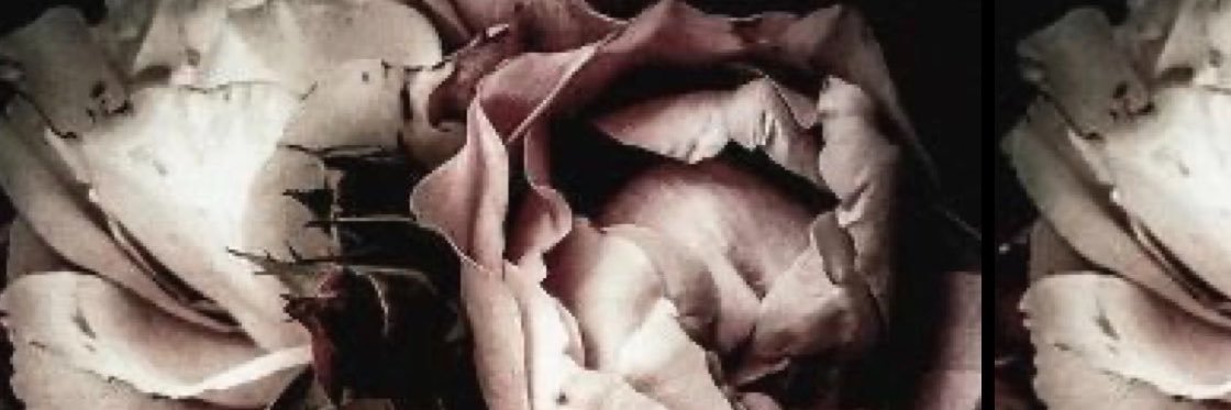 abyrose4's profile banner image