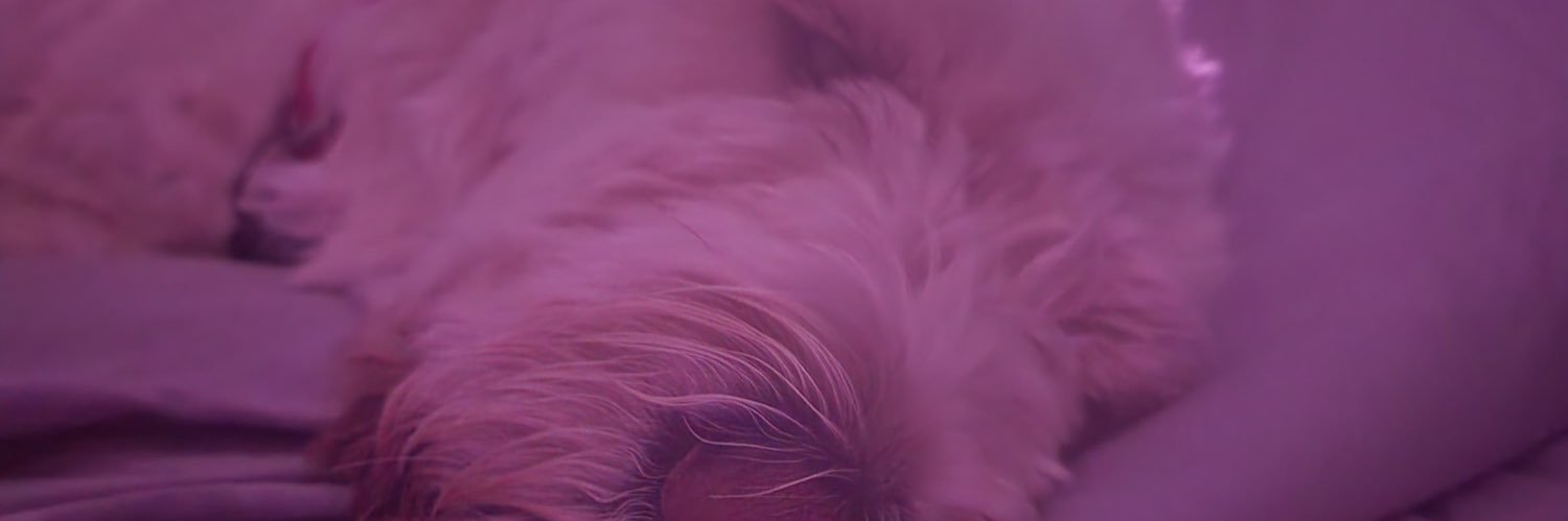 Shaved2014's profile banner image