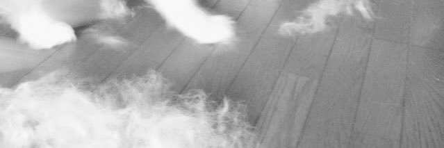 dorimaroo's profile banner image