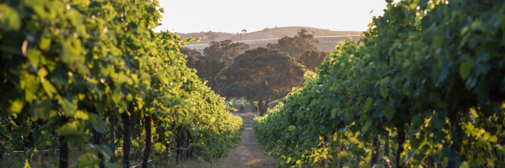 cumulusvineyard's profile banner image