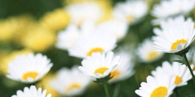 xletyourselFALL's profile banner image