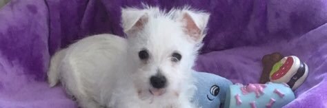 TracyLWard24's profile banner image