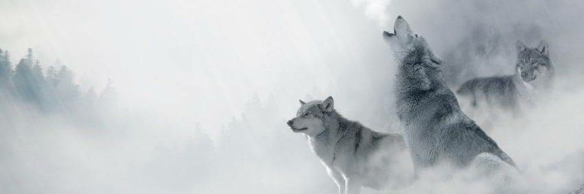 cihangir60's profile banner image