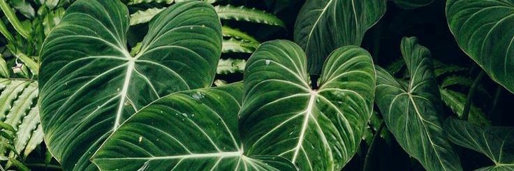Miree1900's profile banner image