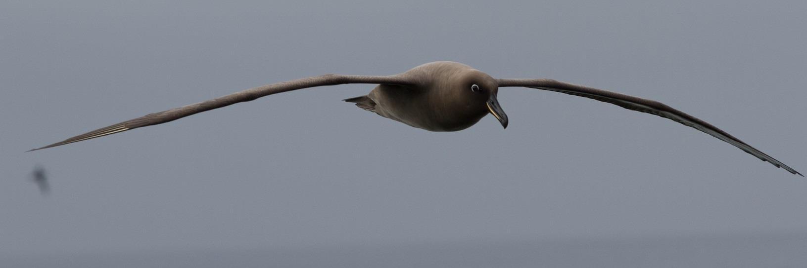 Samantha Patrick banner