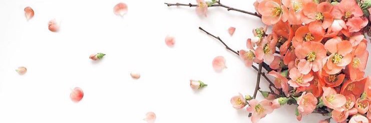 rokabutterfly's profile banner image
