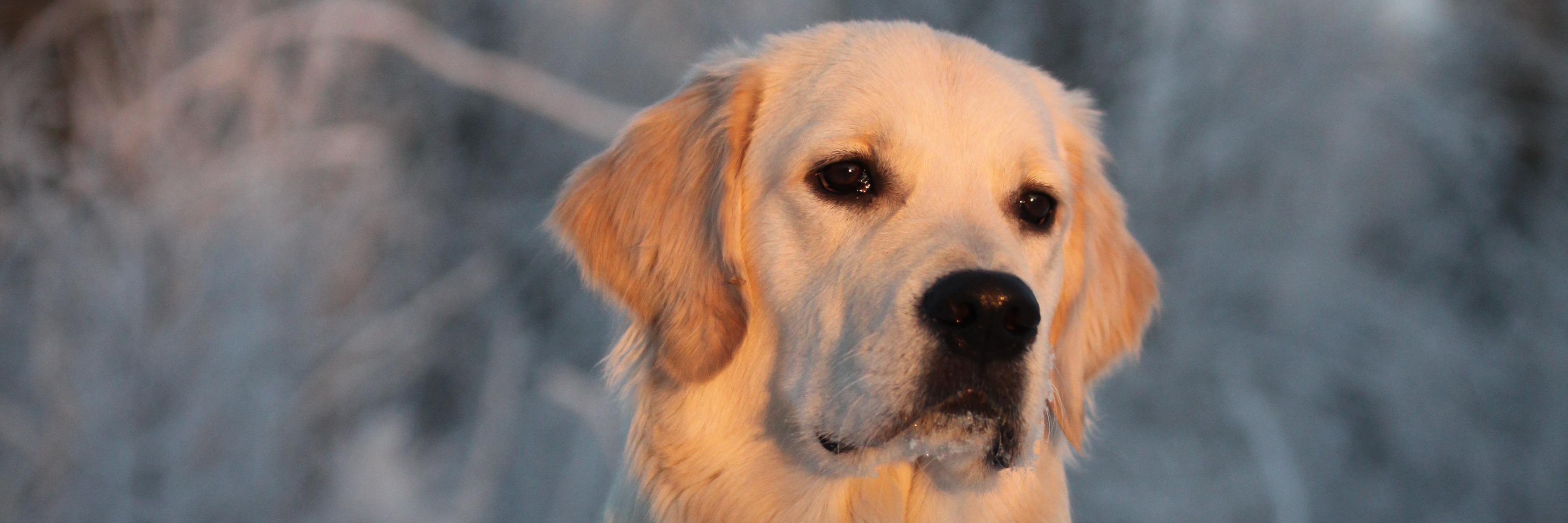 mkoljander's profile banner image