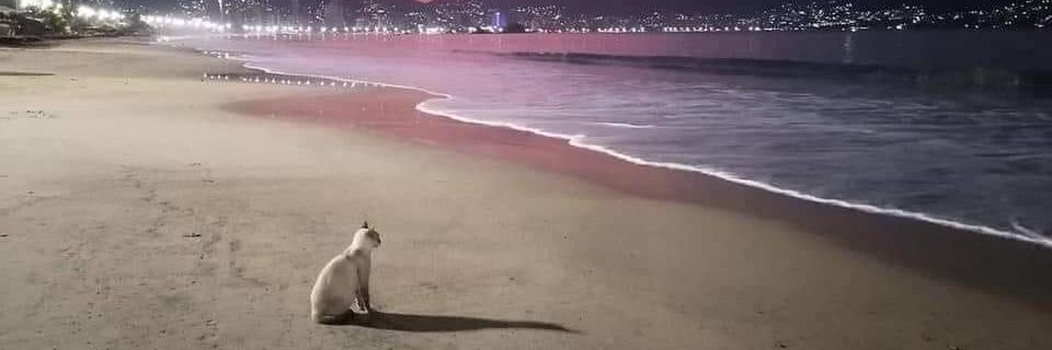ori_ori's profile banner image