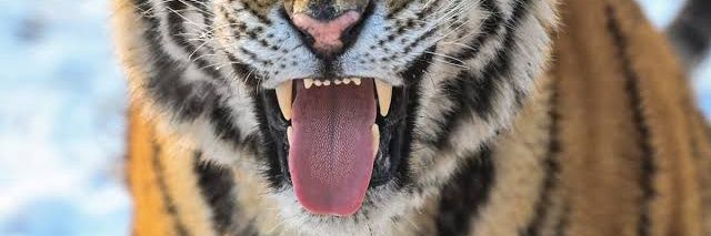 Tiger3Ryn's profile banner image