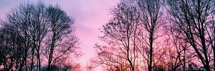 Ivykate_'s profile banner image