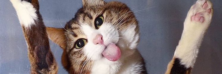 Fiqri Firmansyah banner