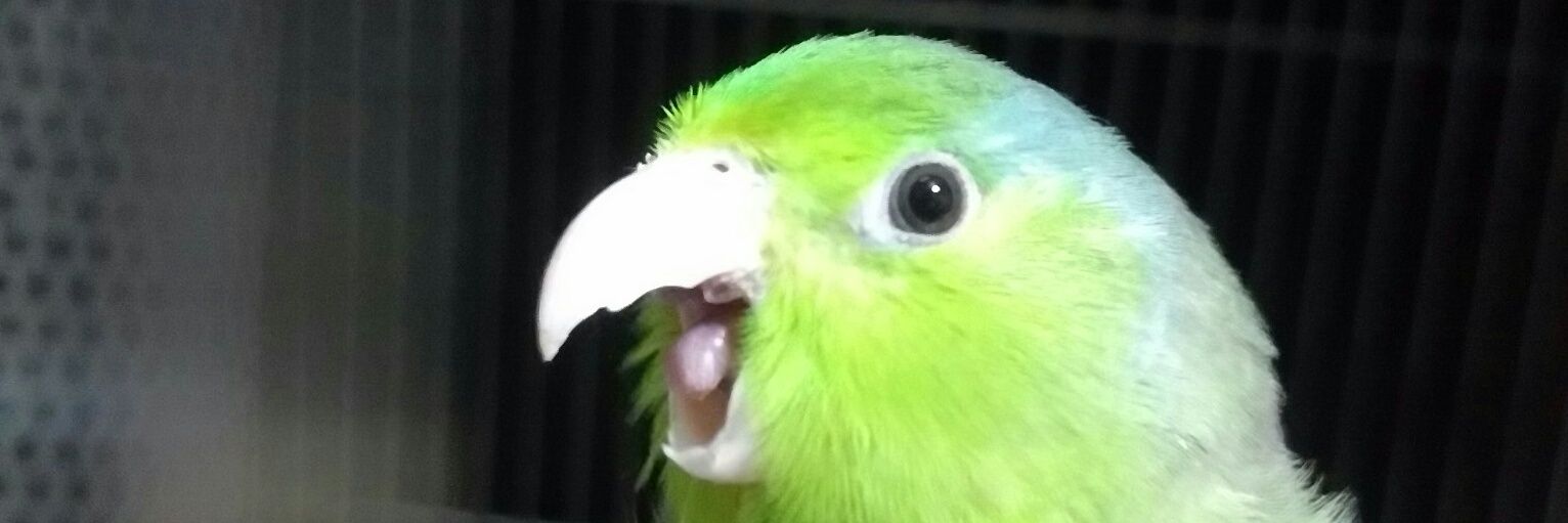 いたろぼ@ita camp banner