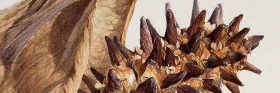 sharonmurrayfox's profile banner image