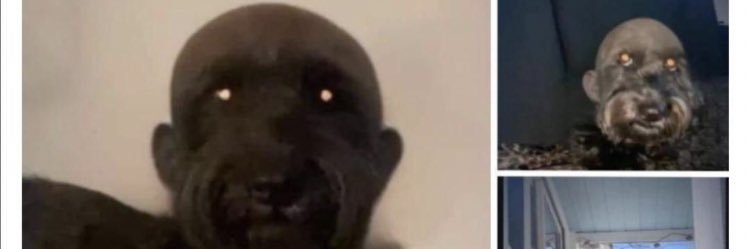 TC_TronCat's profile banner image