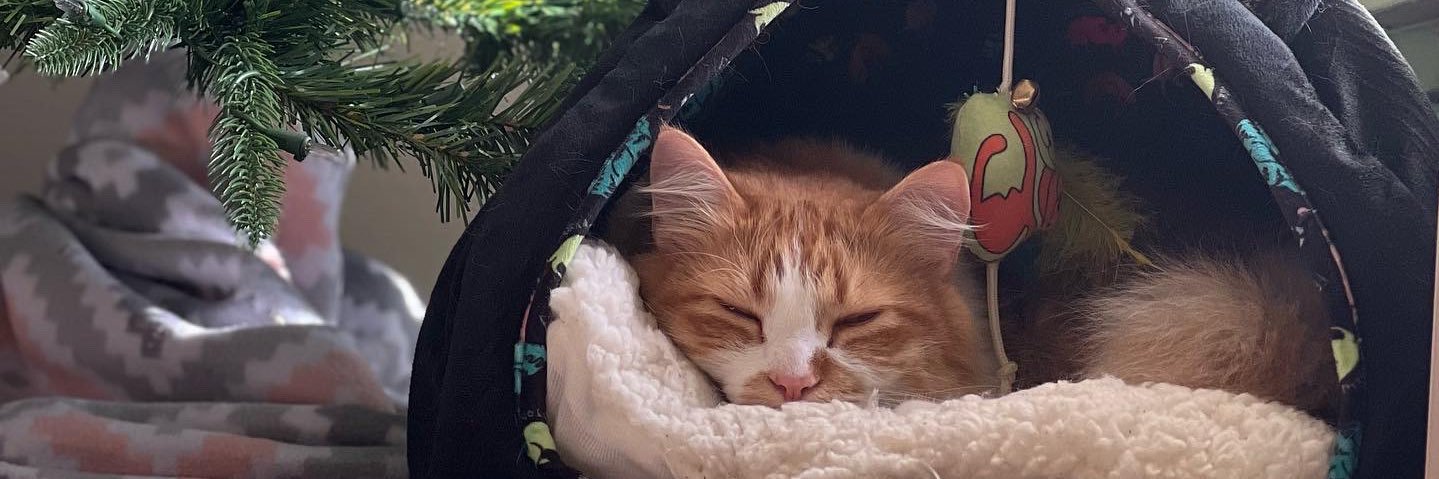 Tyffaniiee's profile banner image
