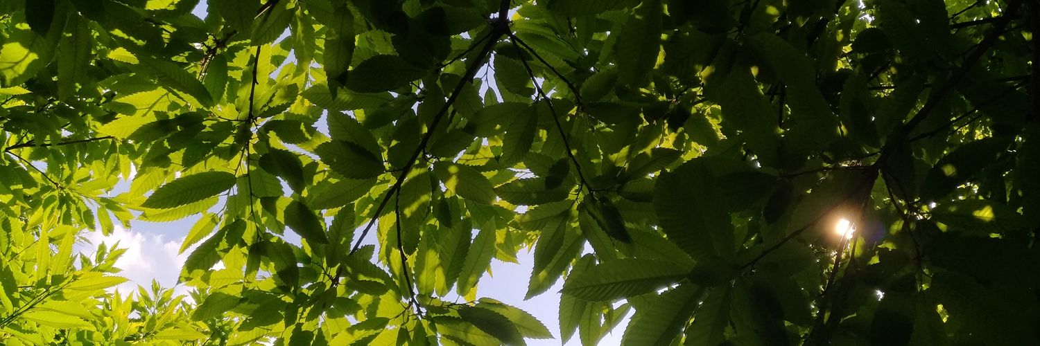 AmbienteForesta's profile banner image