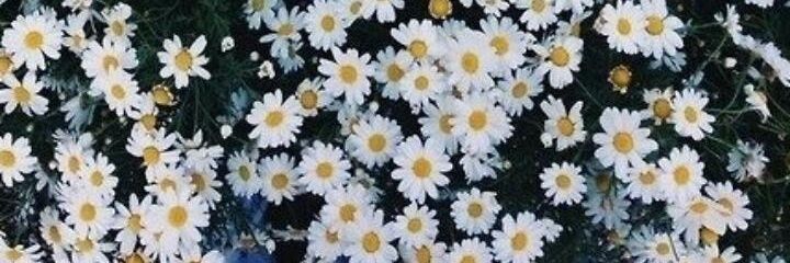 Fatma banner