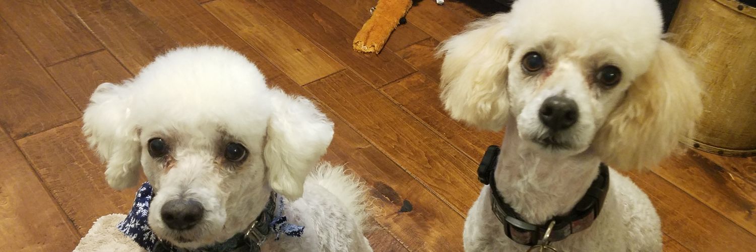 Monica Studer 🌻🌻🇺🇦 banner