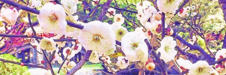 yunaxom's profile banner image