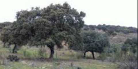 LopezAlonso5's profile banner image