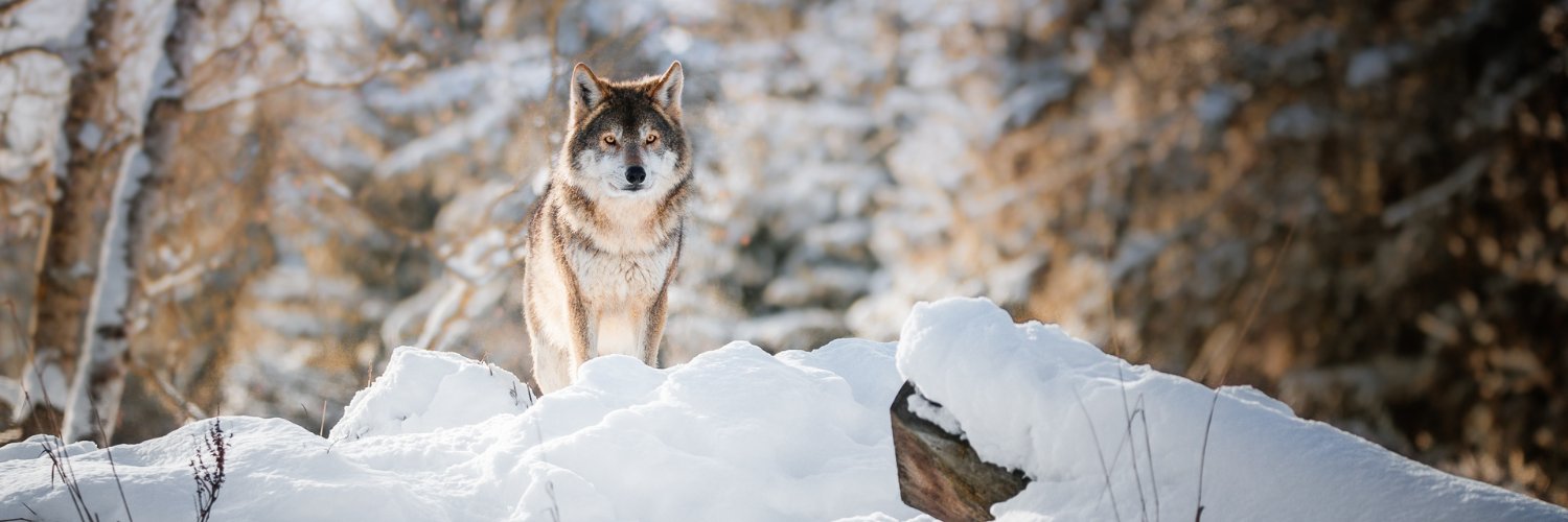 Анна Васильева🌹 banner