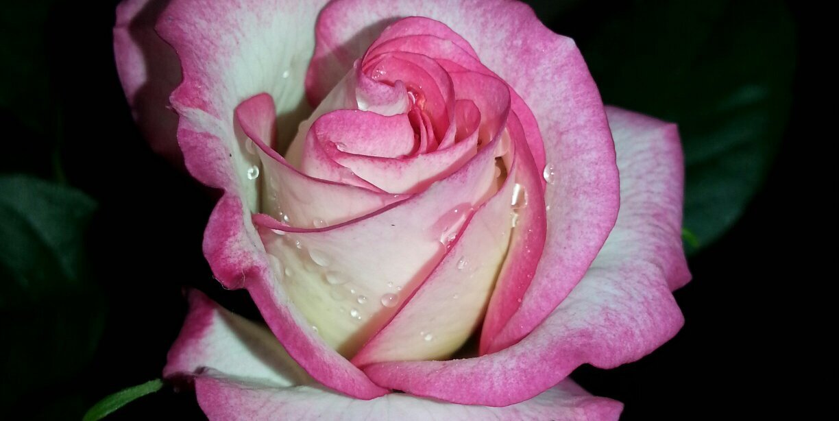 _Rocio_90's profile banner image