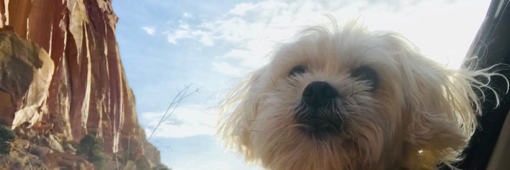 _ibelauren's profile banner image