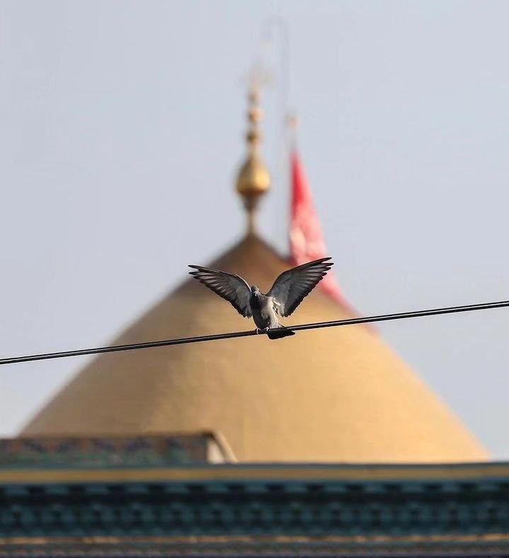 سعیدشون banner