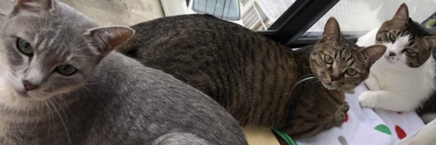 cats_mixes's profile banner image