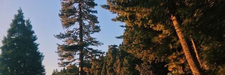 firenfoxgloves's profile banner image