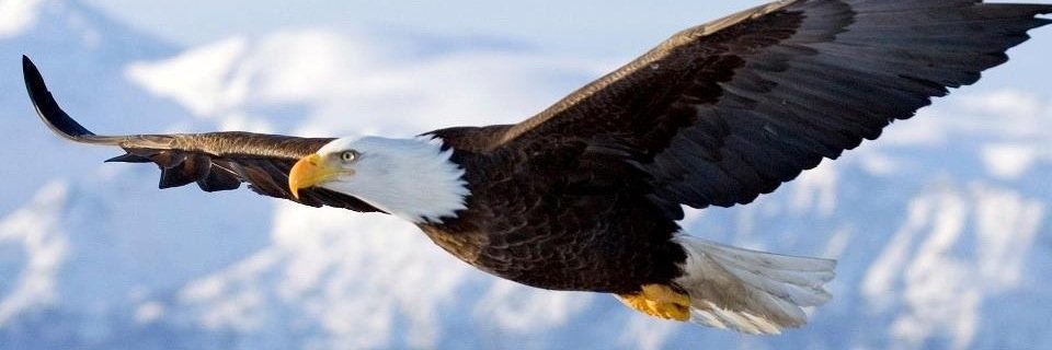 özlem çelik banner