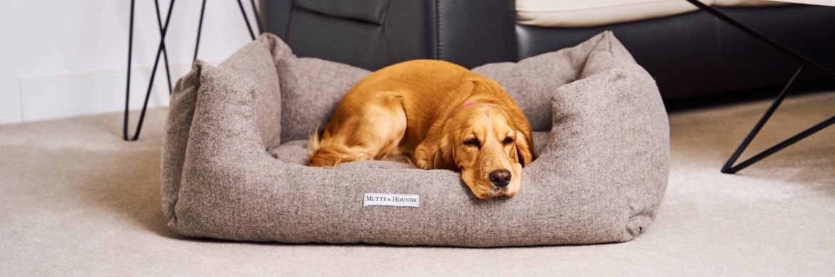 MuttsAndHounds's profile banner image