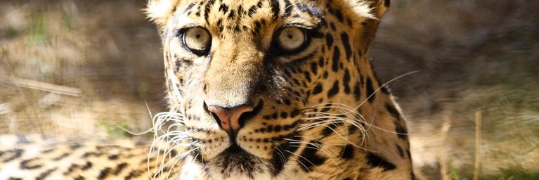 pragu135's profile banner image