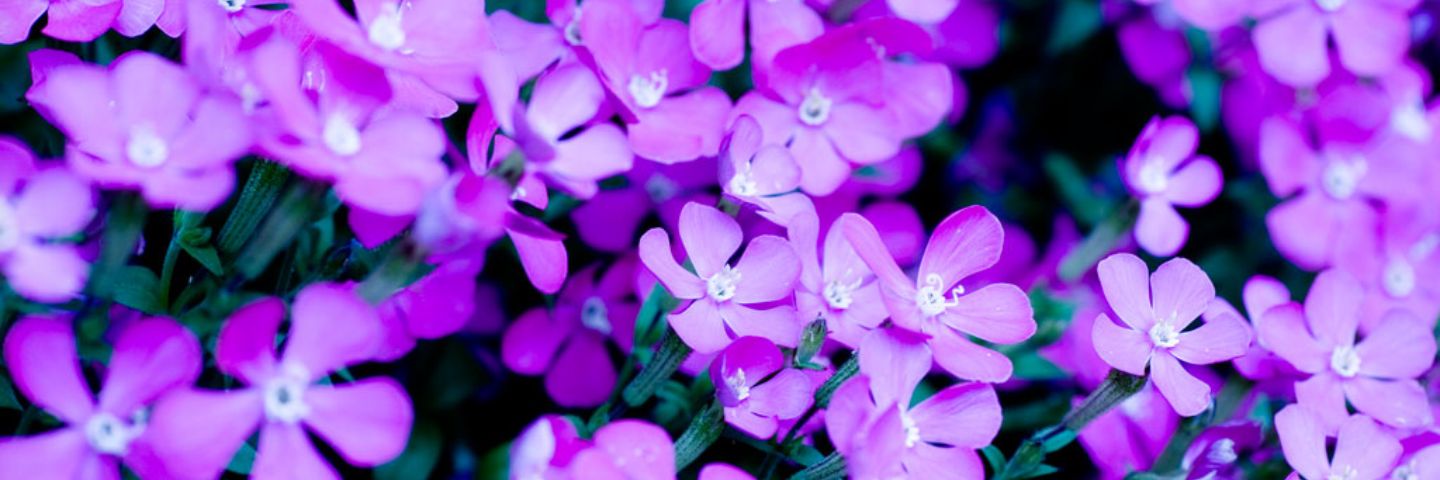 oh_celestee's profile banner image