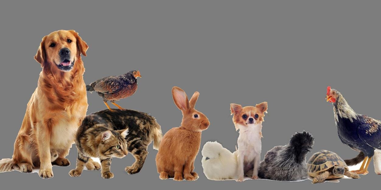 yourperfectpet's profile banner image