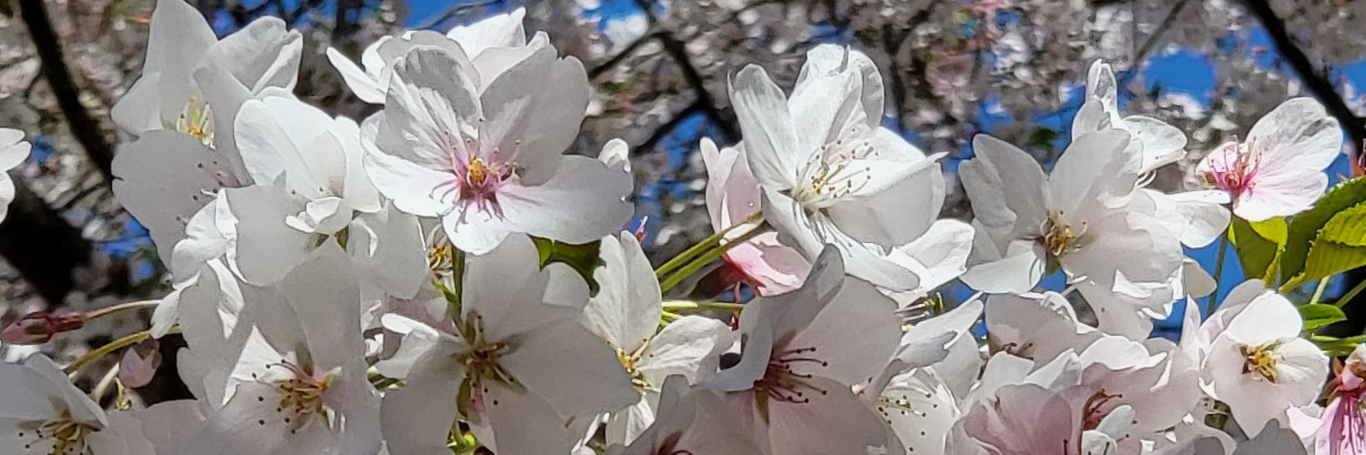 Kimber Schratwieser banner