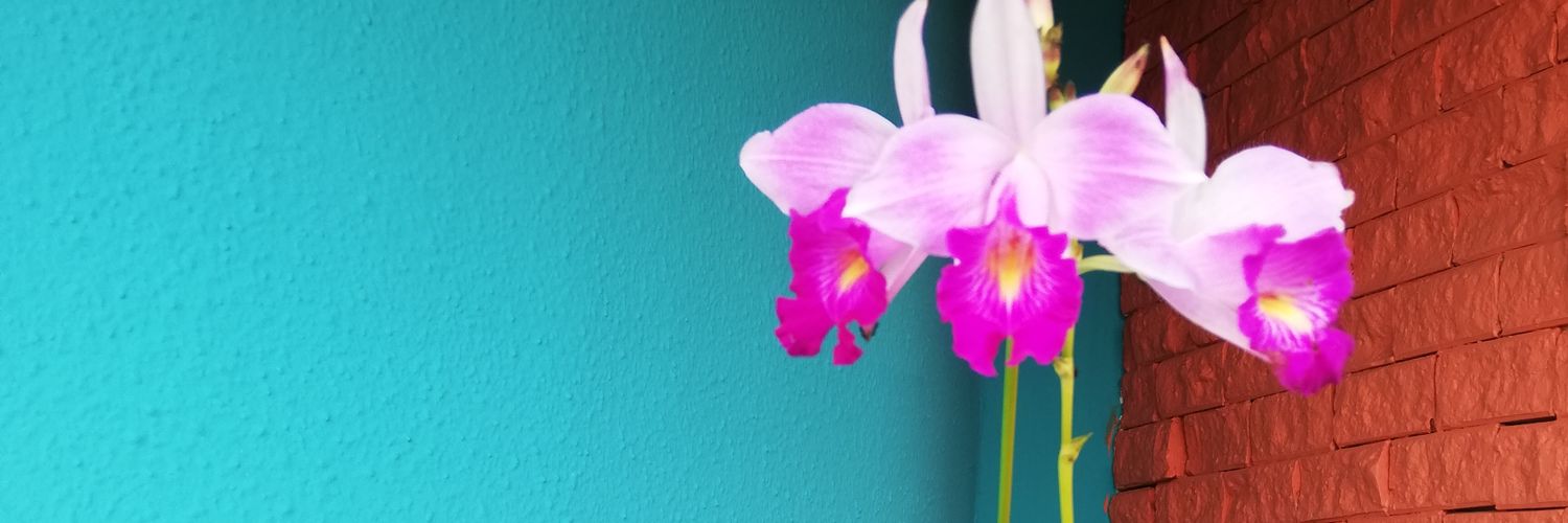 Patrialibreysob's profile banner image