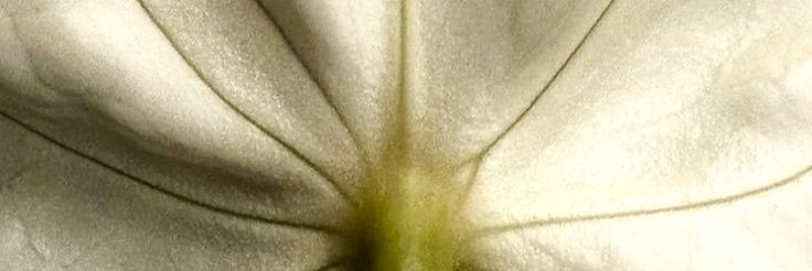 Marie. banner