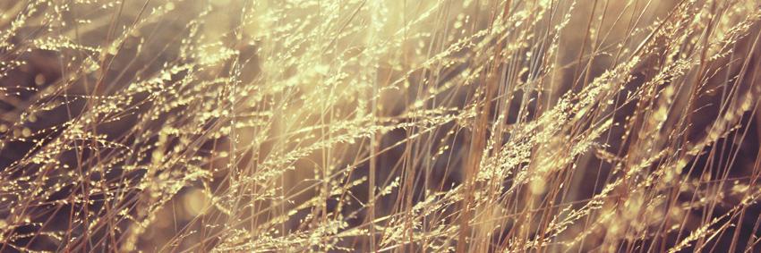 Ronel Gerber banner