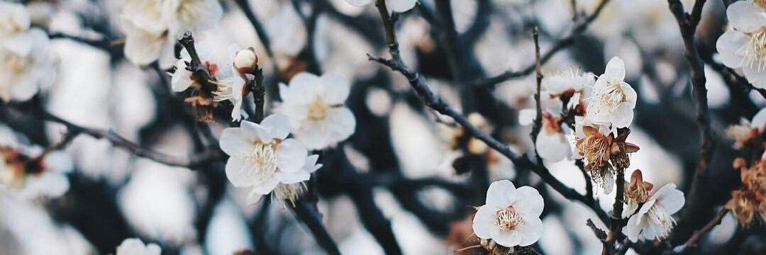 AnkoKatoma's profile banner image