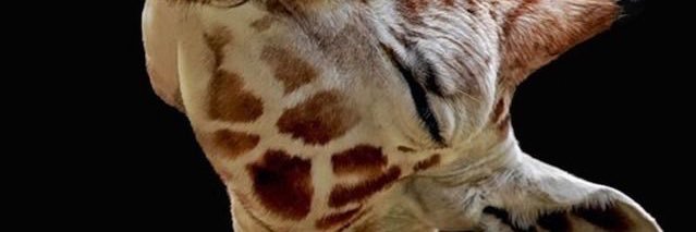 ha_hambugerr's profile banner image