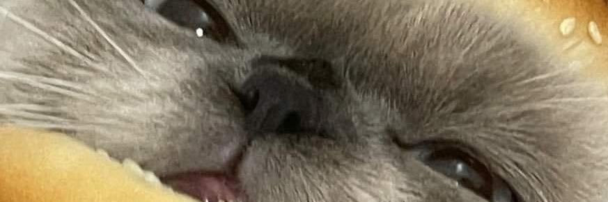 leapardpepper's profile banner image