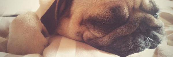 Erdbeachen's profile banner image